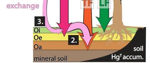 Nat. Commun.：土壤——吸收大氣汞汙染的主力軍？科學家發現土壤汞積累機制