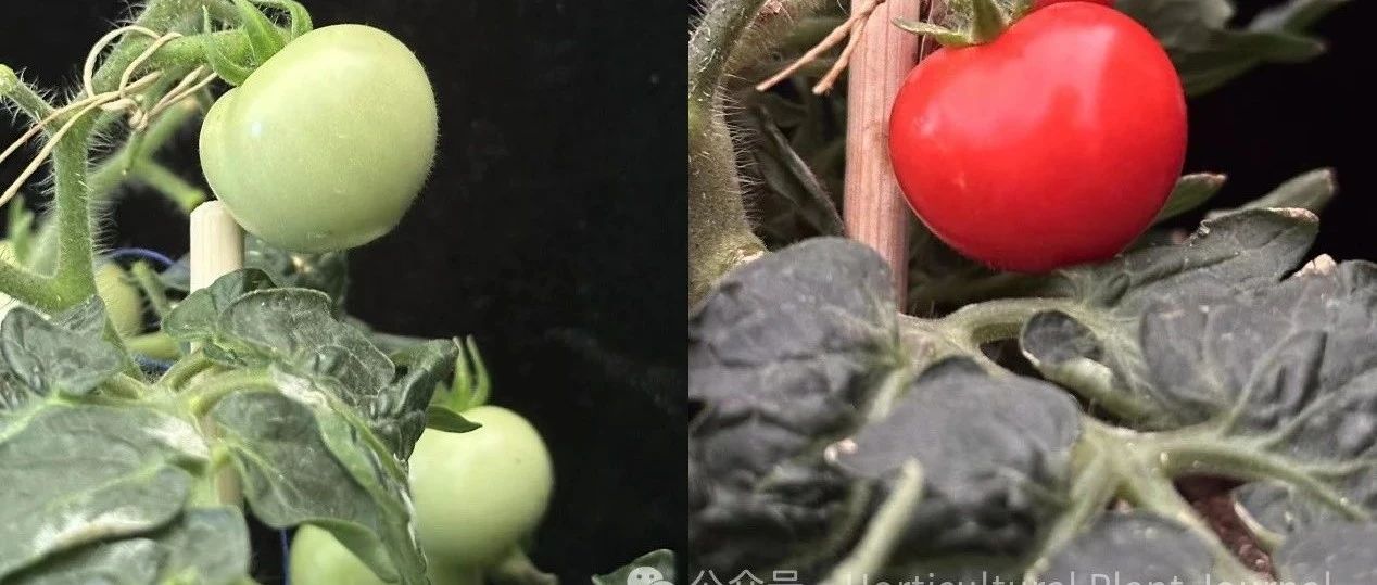 甘肅農業大學：番茄果實成熟過程中與成熟相關的轉錄因子：與乙烯的相互作用