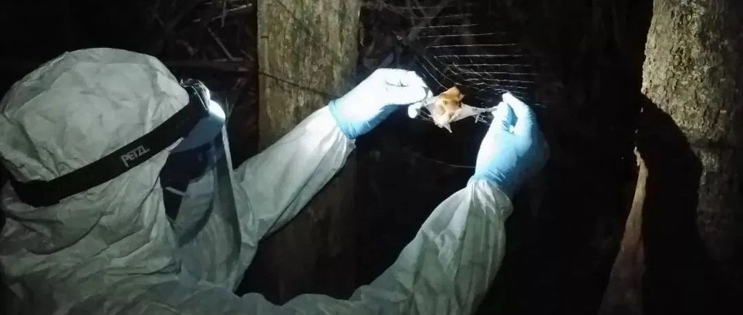 石正麗、周鵬團隊最新研究：發現蝙蝠與高致病性病毒共存的秘密