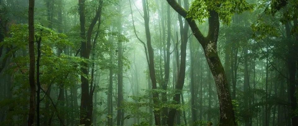 鼎湖山站周國逸、張德強等：長期監測與創新研究闡明森林生態系統功能形成過程與機理